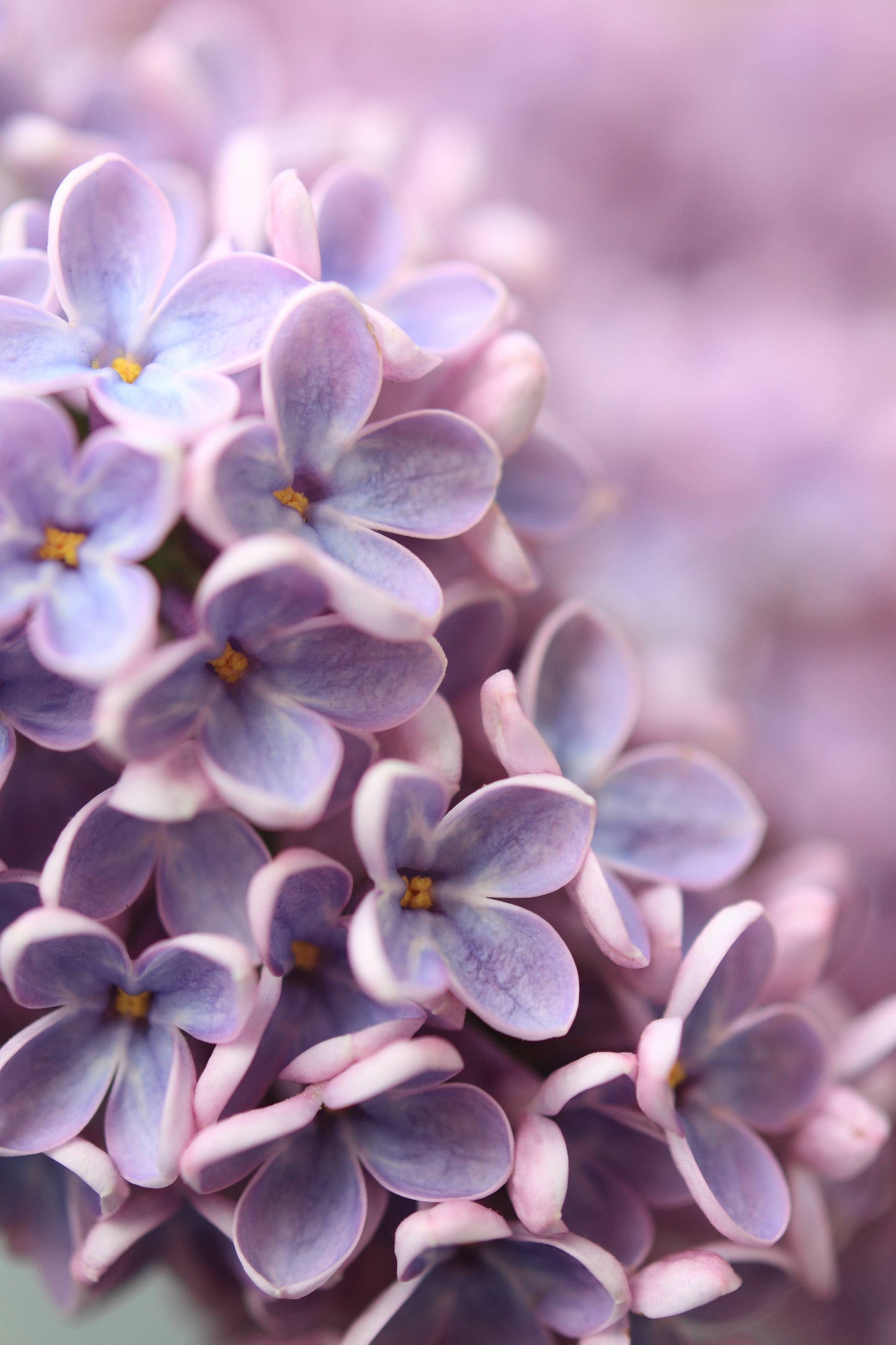 Mason Candle Lilacs